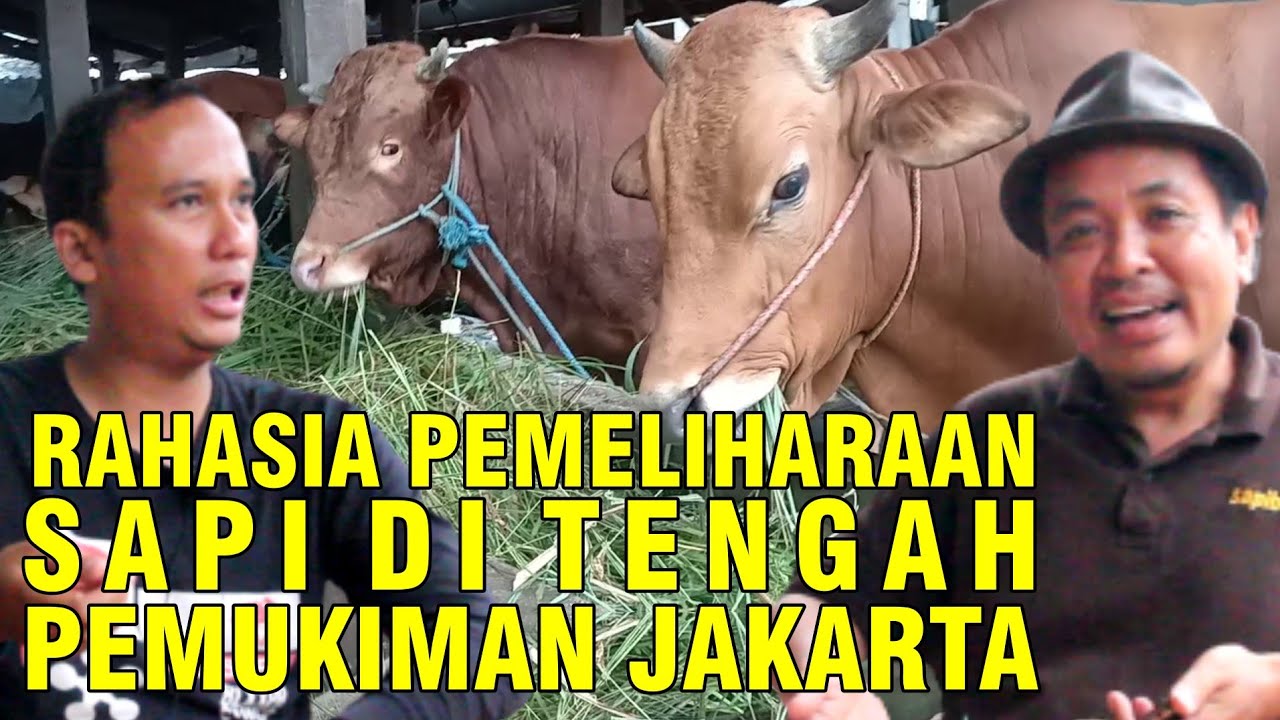 Memelihara-Sapi-Pondok-Ranggon-Kandang-Berkah-3-Saudara.jpg