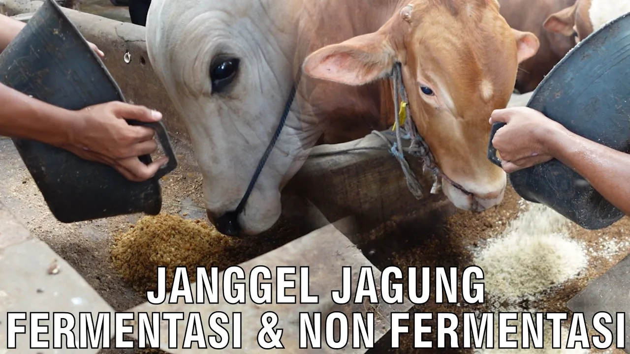 Janggel Jagung Fermentasi Dan Non Fermentasi