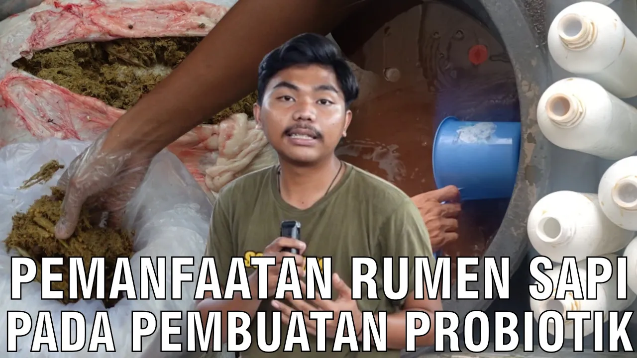 Pemanfaatan Rumen Sapi Pada Pembuatan Probiotik