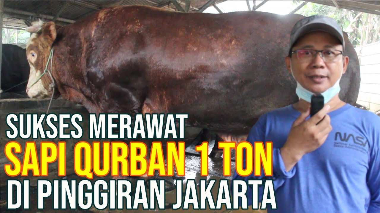 gb-01112022-10.11.09-Sukses-Merawat-Sapi-Kurban-Super-Di-Pinggiran-Jakarta.jpg