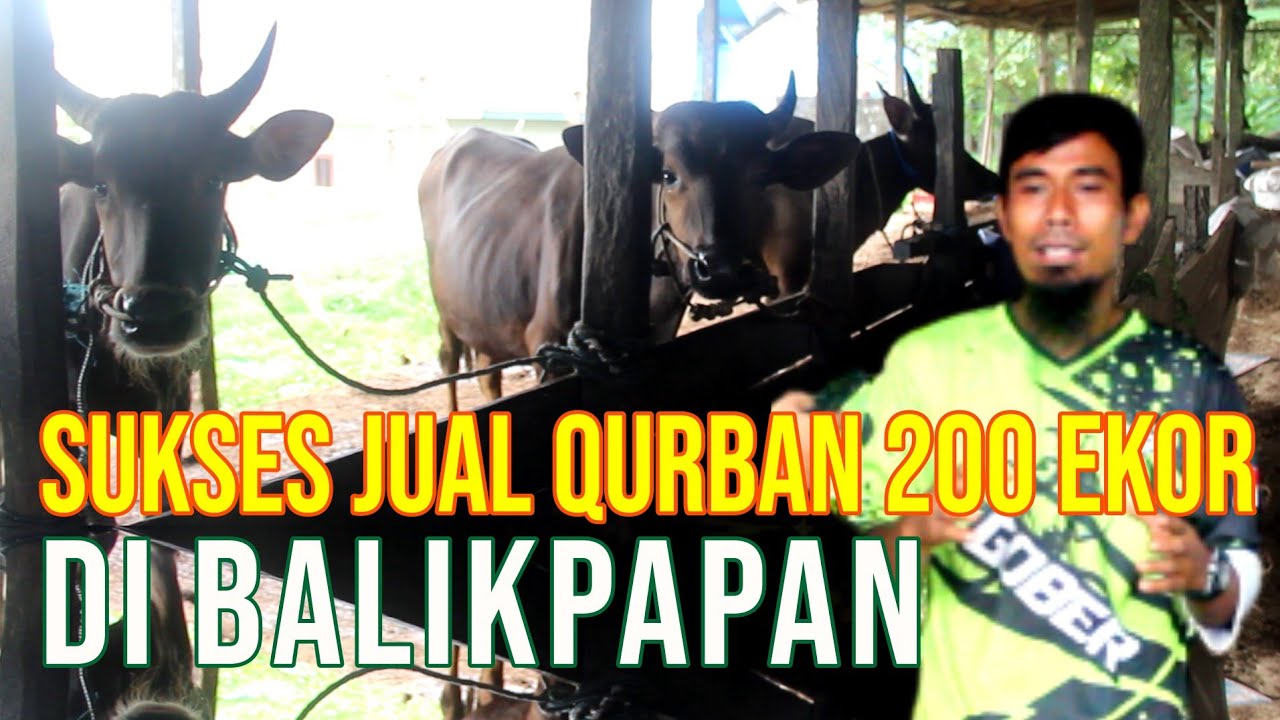 gb-02112023-03.48.05-Sukses-Jual-Sapi-Balikpapan-Untuk-Qurban-200-Ekor.jpg