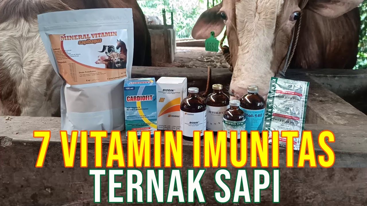 gb-03102022-06.53.16-Vitamin-Imunitas-Ternak-Sapi-Cegah-PMK.jpg