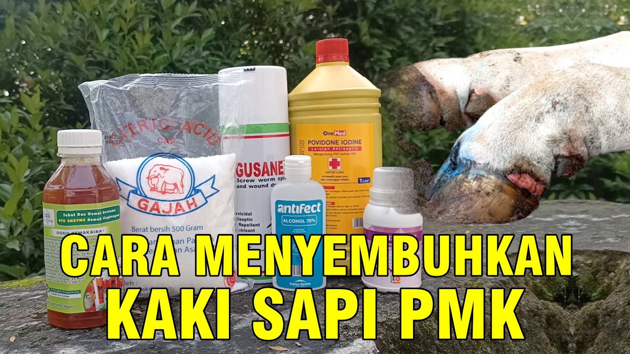 gb-03102022-07.50.46-Obat-Kaki-Sapi-PMK-Cara-Menyembuhkan.jpg