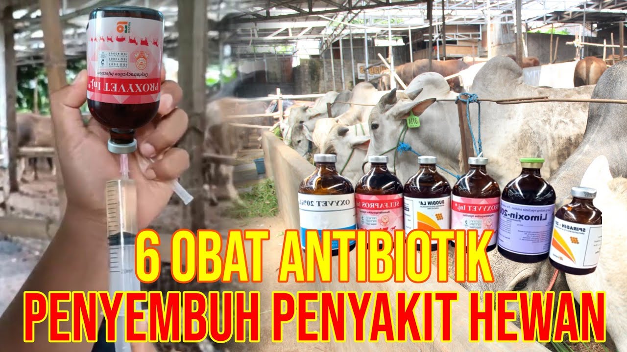 gb-03102022-08.57.18-Obat-Antibiotik-Ternak-Sapi.jpg