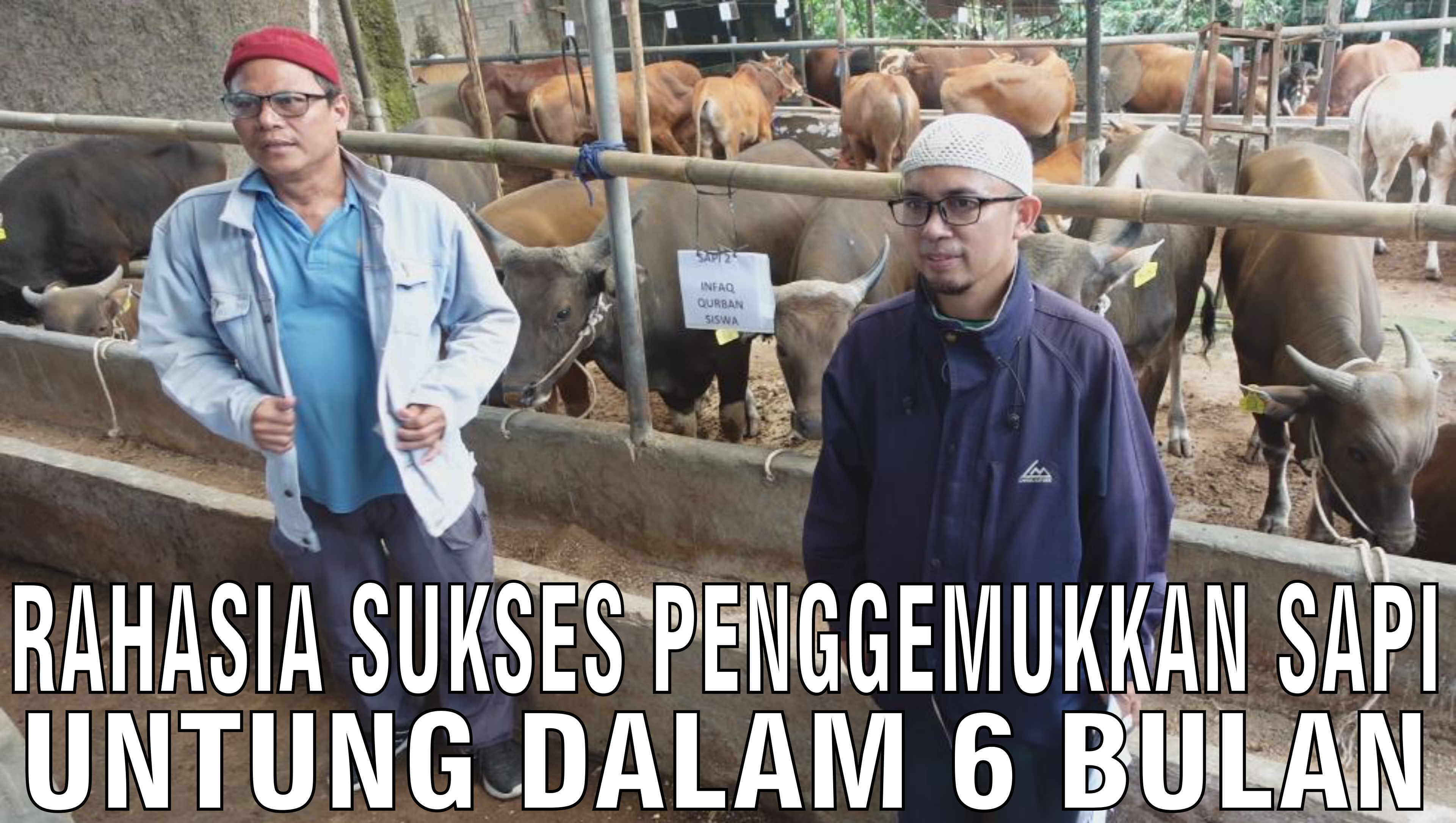 gb-03102024-04.19.25-Rahasia-Sukses-Penggemukkan-Sapi-Untung-Dalam-6-Bulan.jpg