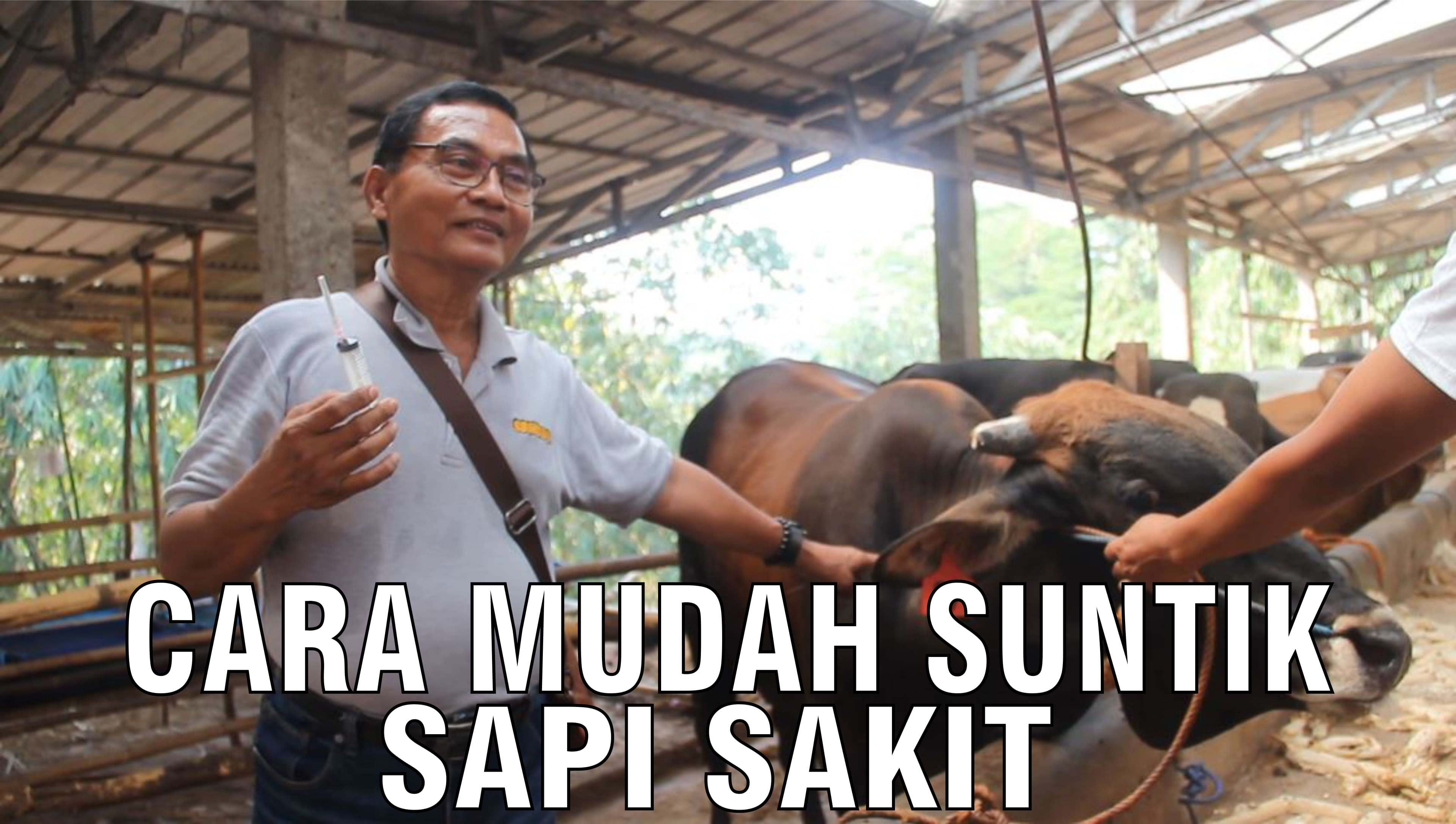 gb-03102024-06.34.44-Cara-Mudah-Suntik-Sapi-Sakit.jpg