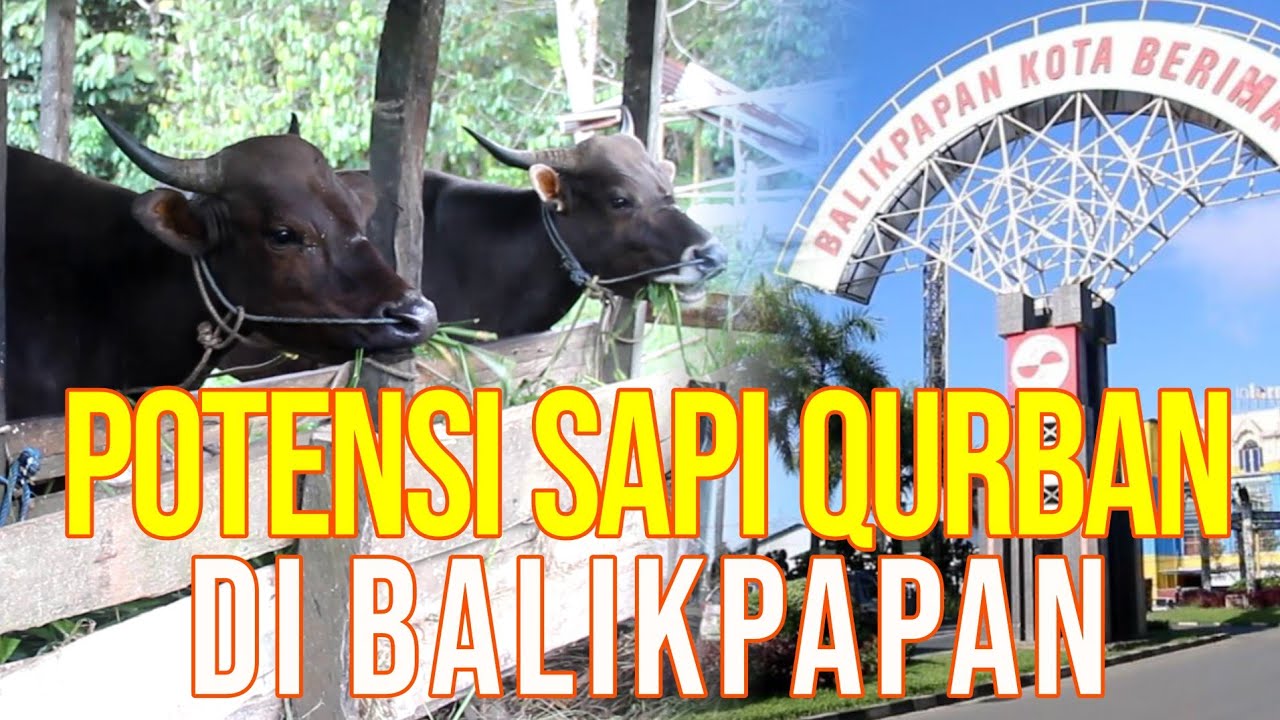 gb-03112023-08.11.48-Peternakan-Sapi-Bali-Balikpapan.jpg