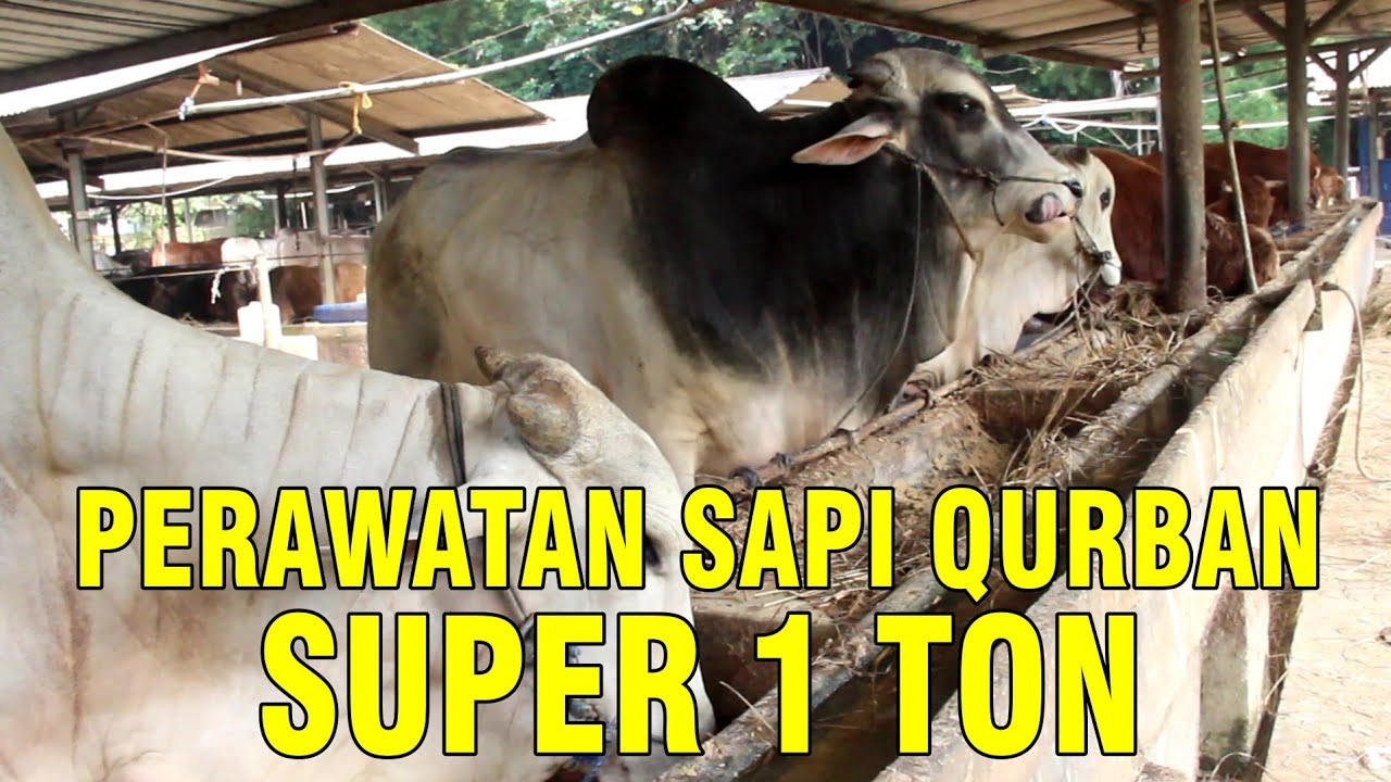 gb-04102022-07.51.59-Perawatan-Sapi-Qurban-Super-1-Ton-Up.jpg