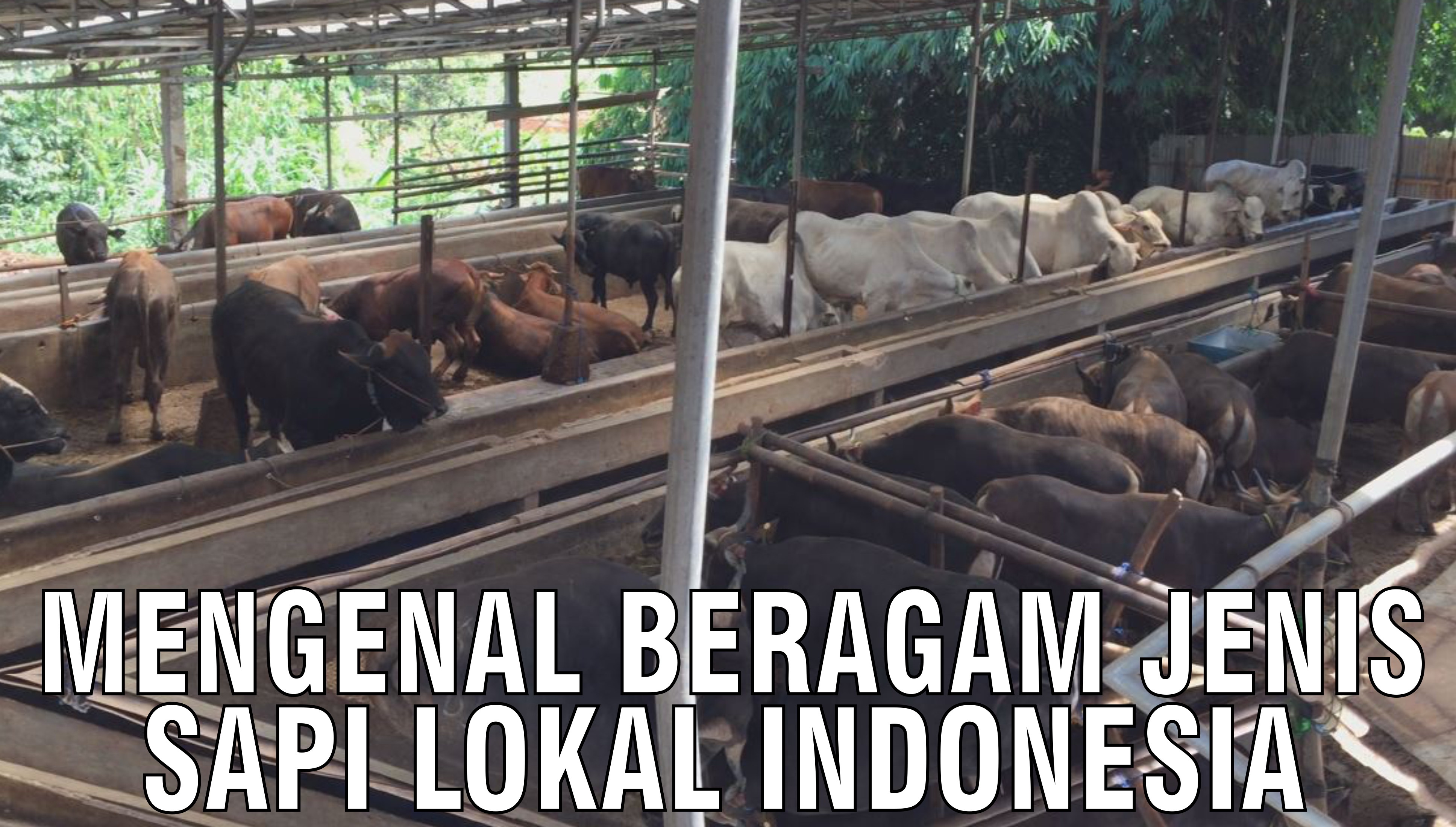 gb-04102024-08.39.04-Mengenal-Beragam-Jenis-Sapi-Lokal-Indonesia.jpg