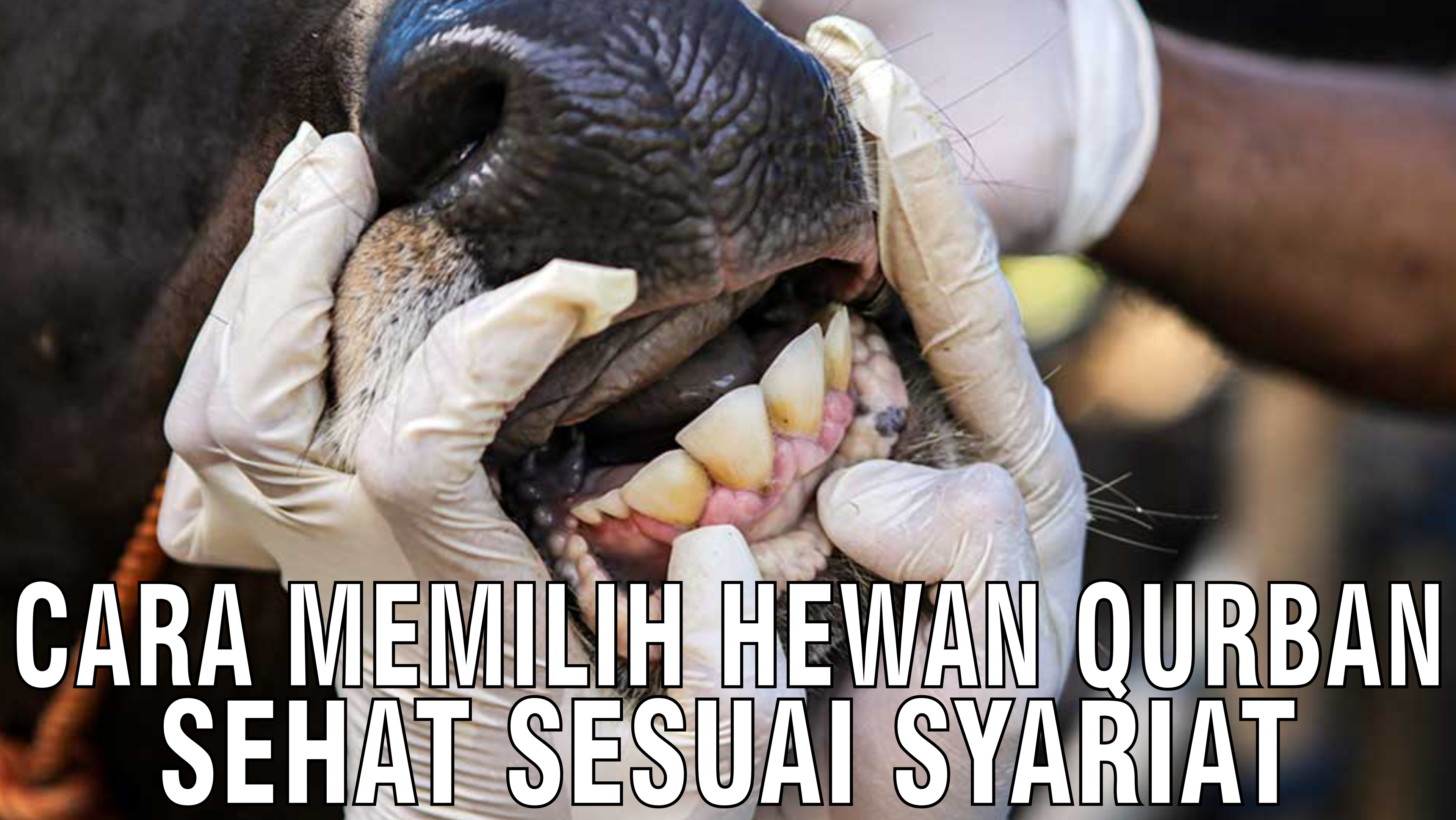 gb-04102024-09.37.56-Cara-Memilih-Hewan-Qurban-Sehat-Sesuai-Syariat.jpg