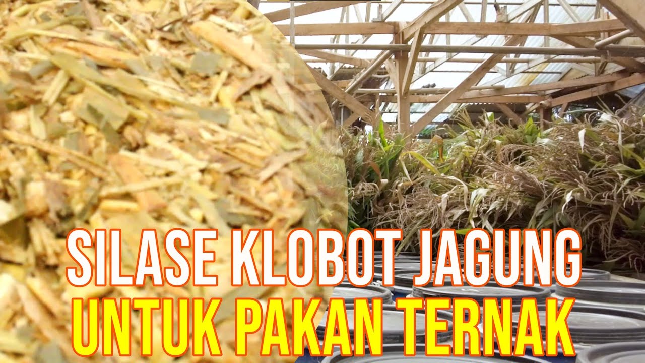 gb-04112023-01.56.44-Silase-Pakan-Tebon-Jagung-Pakan-Ternak.jpg