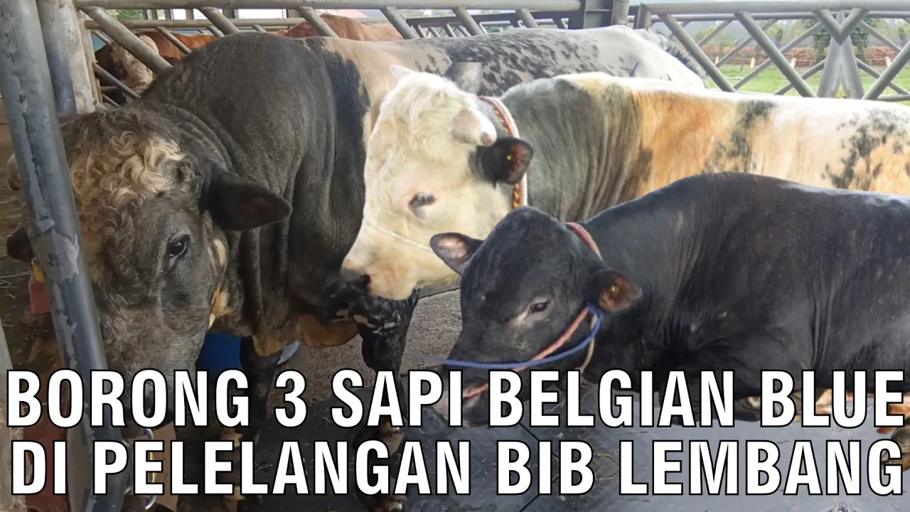 gb-05032024-07.12.43-Borong--Sapi-Belgian-Blue-Di-Pelelangan-BIB-Lembang.jpg