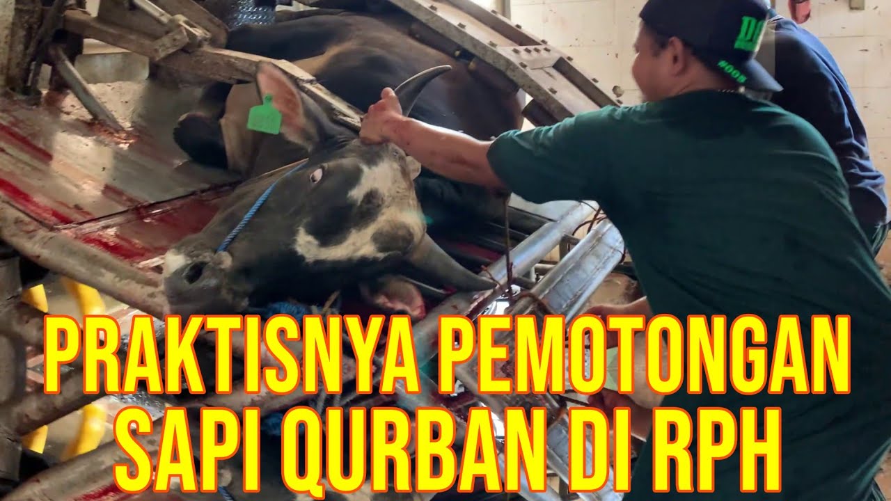 gb-05102022-07.35.45-Pemotongan-Sapi-Qurban-2022-Praktis-Di-RPH.jpg