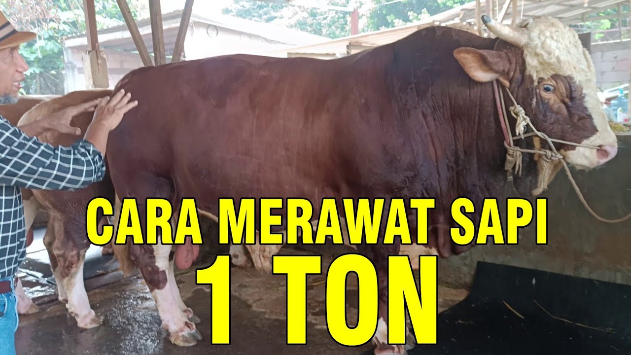 gb-05102022-08.54.11-Merawat-Sapi-Super-Jumbo-1-Ton-Up.jpg