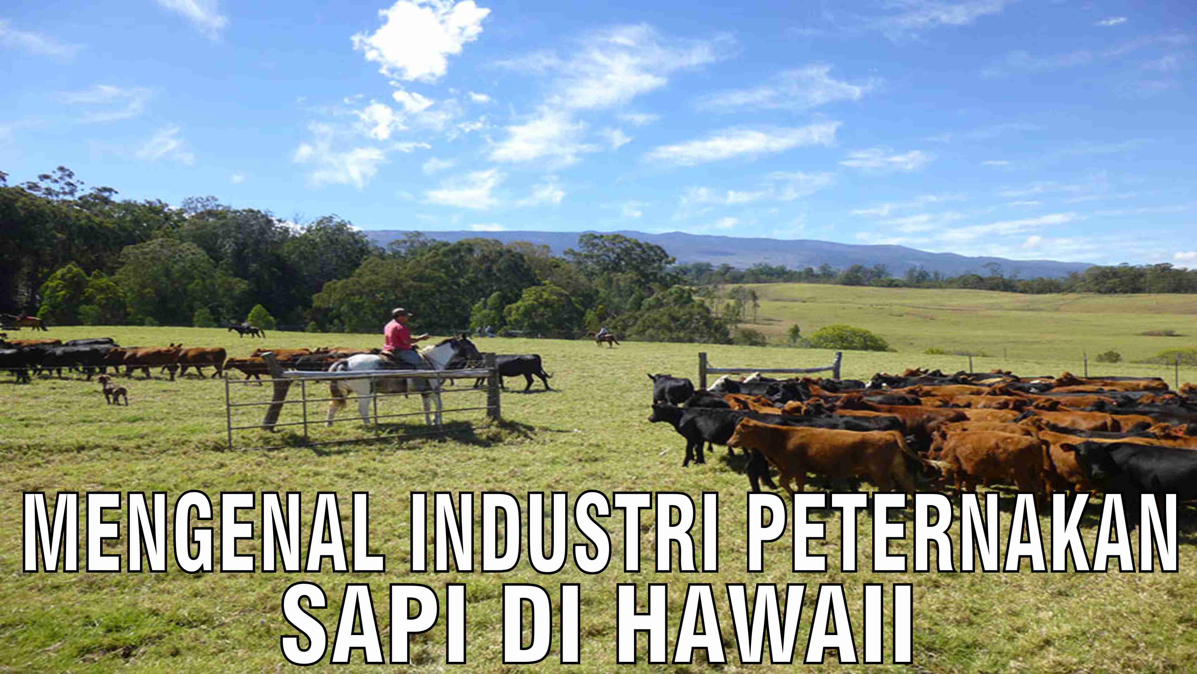 gb-05112024-04.40.05-Mengenal-Industri-Peternakan-Sapi-Di-Hawaii.jpg