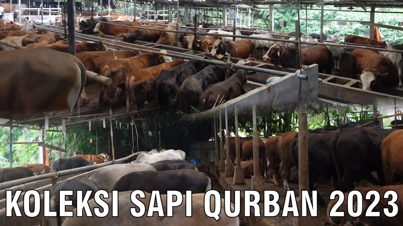 gb-06092023-05.03.57-Koleksi-2023-Sapi-Kurban-Sapibagus-Farm-Jabodetabek.jpg