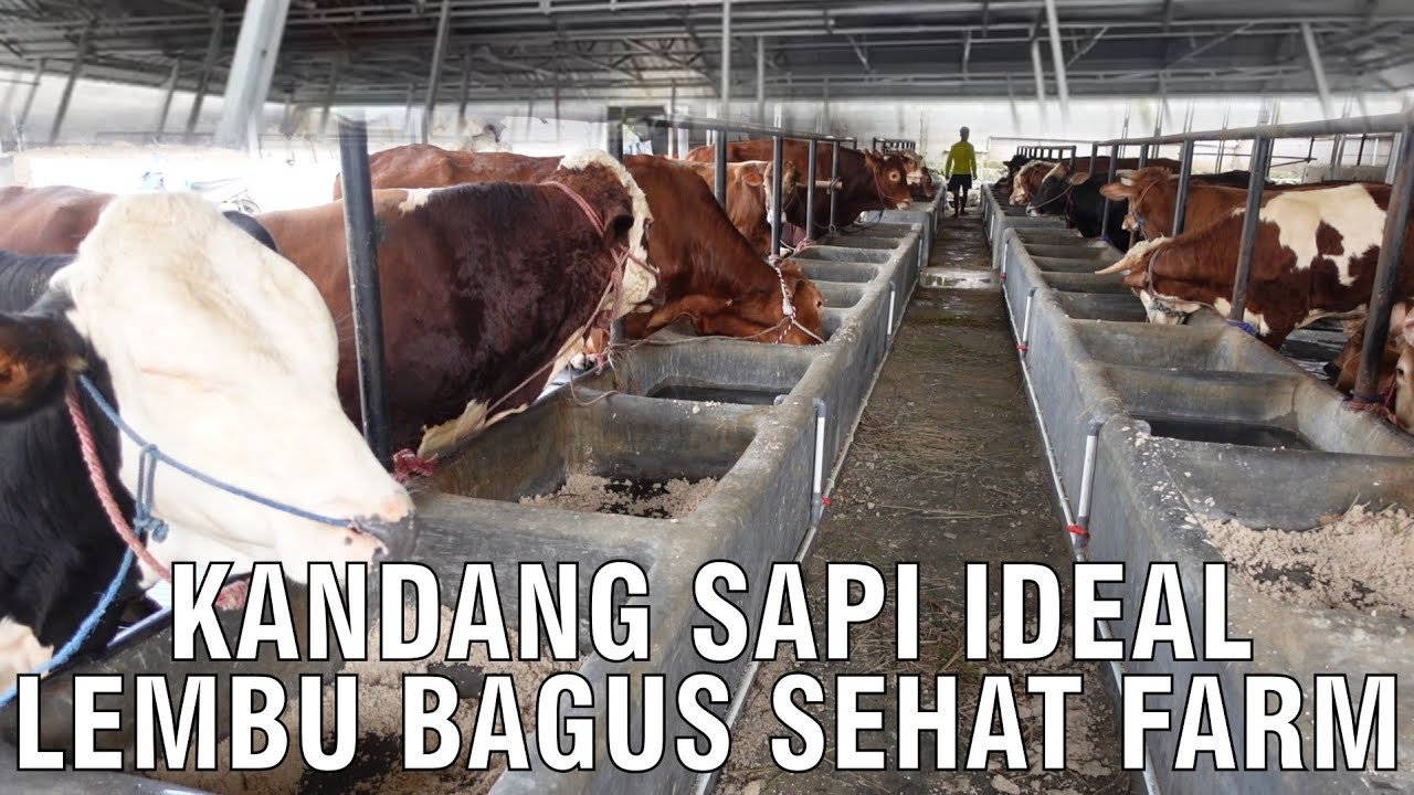 gb-06102023-06.02.47-Kandang-Sapi-Ideal-Lembu-Bagus-Sehat-Farm.jpg