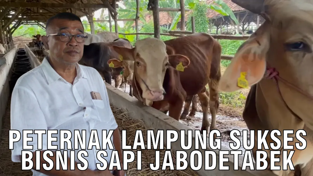 Peternak Lampung Sukses Bisnis Sapi Jabodetabek