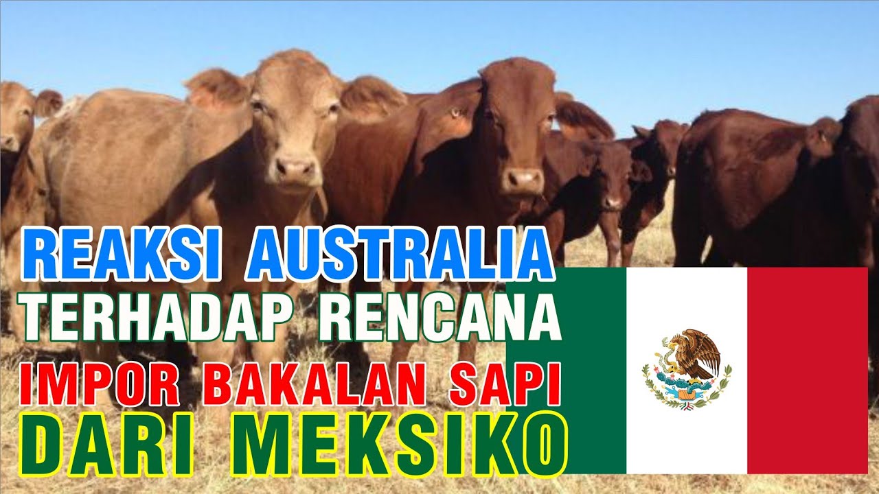 Reaksi Australia Terhadap Indonesia Impor Sapi Dari Meksiko