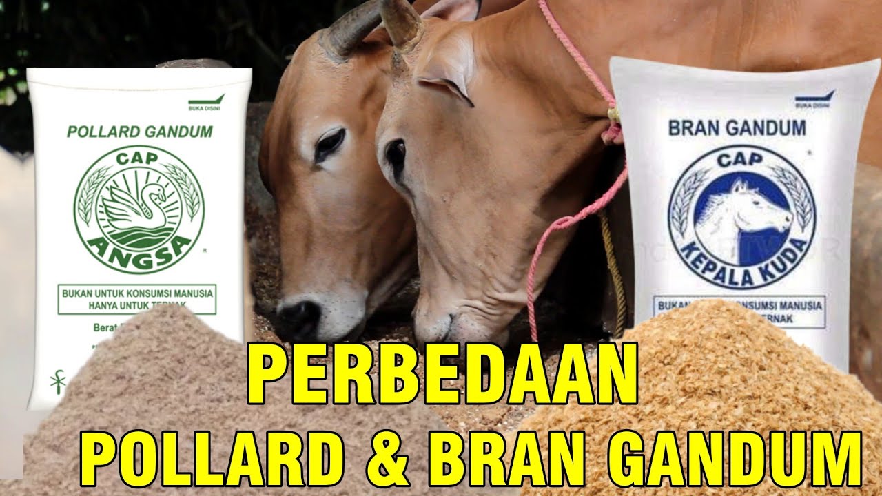 gb-07112022-06.54.04-Perbedaan-Pollard-Dan-Bran-Gandum-Pakan-Ternak.jpg