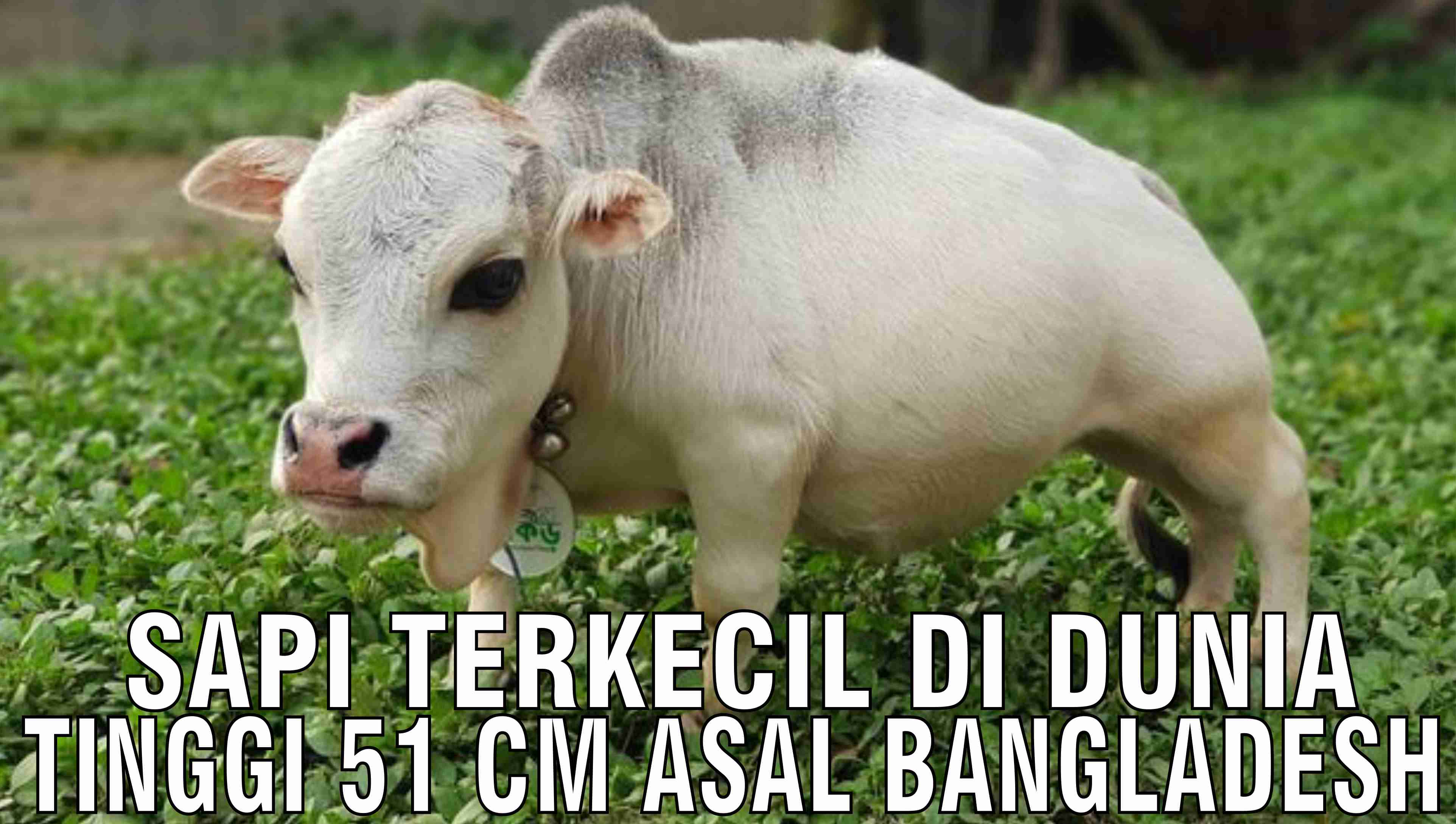 gb-07112024-03.51.43-Sapi-Terkecil-Di-Dunia-Tinggi-51-CM-Asal-Bangladesh.jpg