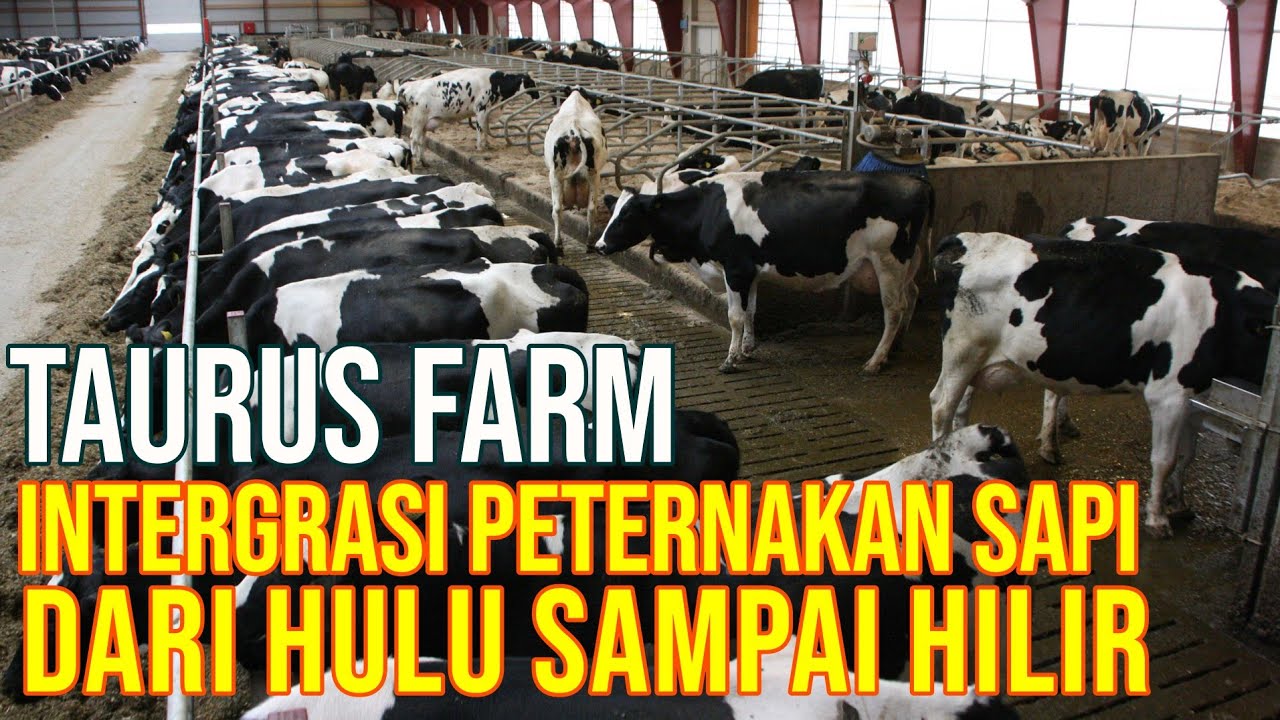 gb-08102023-06.37.32-Peternakan-Sapi-Perah-Modern-Luas-20-Ha-Di-Sukabumi-Jawa-Barat.jpg