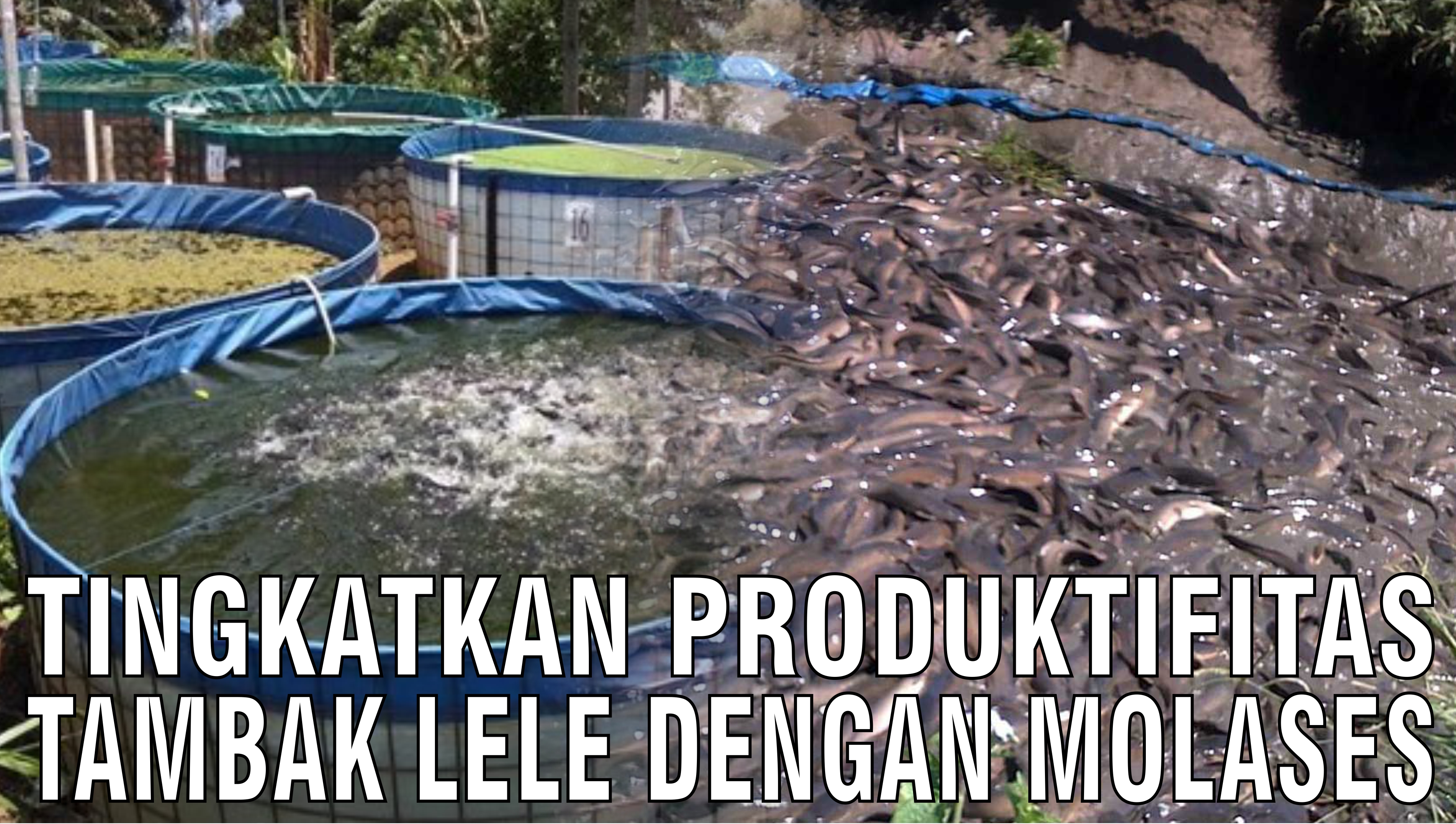 gb-08102024-08.55.33-Tingkatkan-Produktifitas-Tambak-Lele-Dengan-Molases.jpg