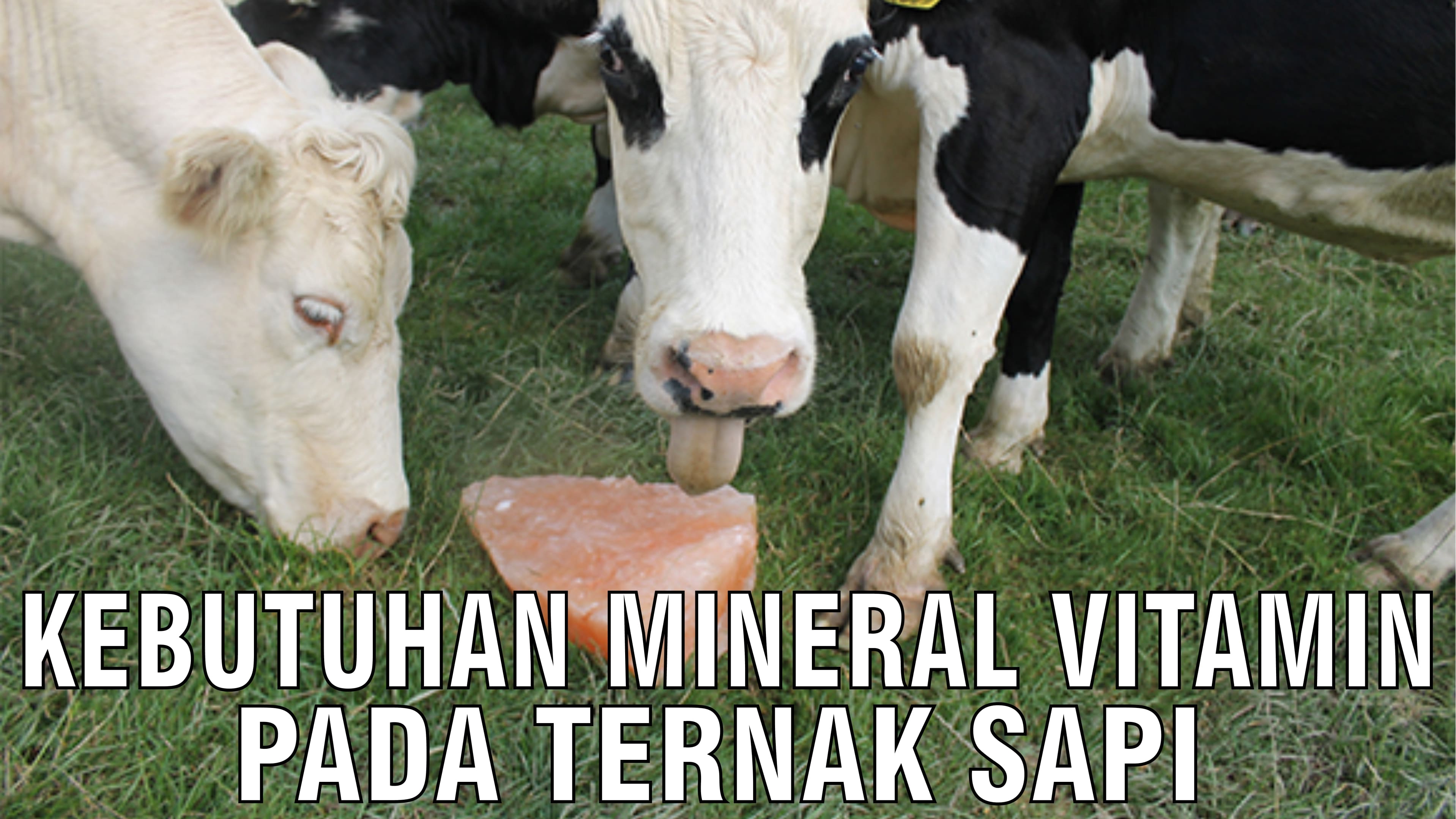 gb-09102024-08.02.48-Kebutuhan-Mineral-Vitamin-Pada-Ternak-Sapi-(1).jpg