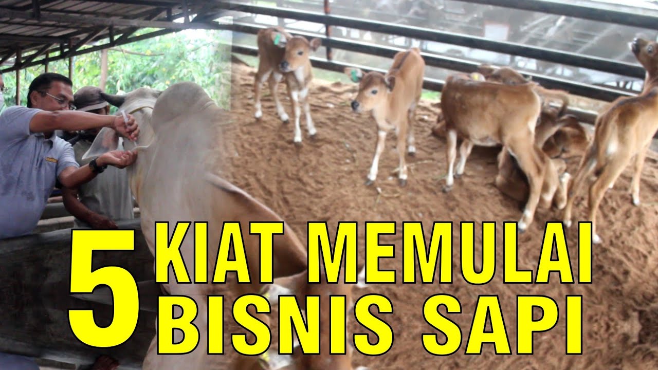 gb-10012023-02.10.13-Kiat-Memulai-Bisnis-Sapi.jpg