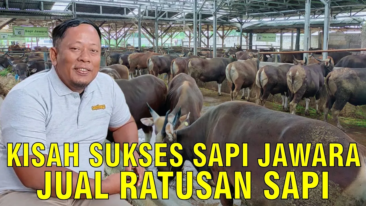 gb-10012023-03.04.50-Peternakan-Sapi-Jawara-Sukses-Jual-Ratusan-Sapi-Qurban.jpg