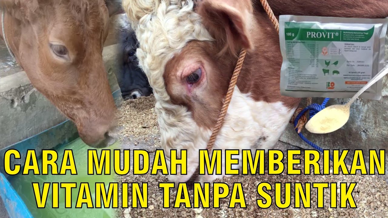 gb-10042023-07.39.05-Vitamin-Sapi-Tanpa-Suntik-Untuk-Pakan-Dan-Minum-Ternak.jpg