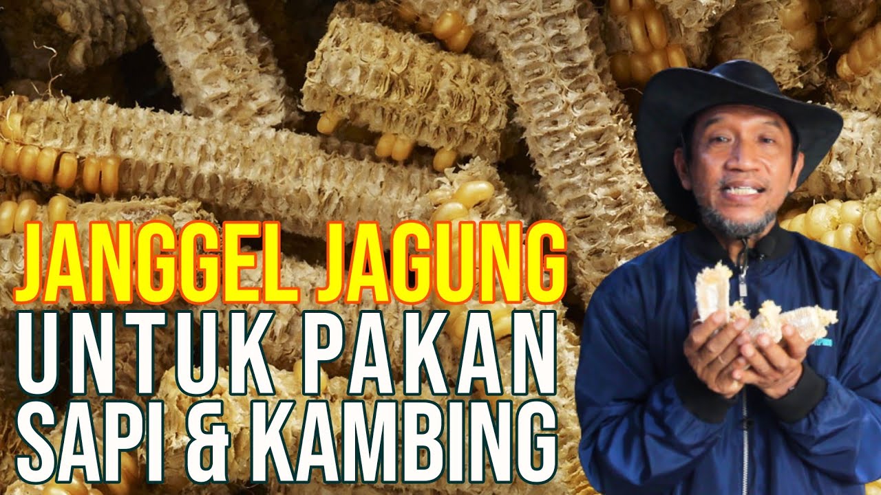 gb-10042023-08.07.43-Janggel-Jagung-Pakan-Ternak-Sapi-&-Kambing.jpg