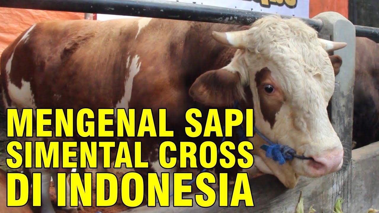 gb-10102022-04.50.16-Ras-Sapi-Simmental-Super-Di-Indonesia-Yang-Mempesona.jpg