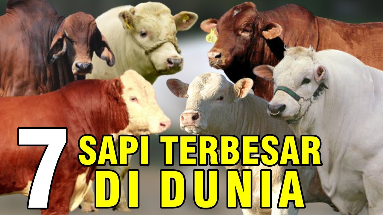 gb-10102022-08.34.49-Jenis-Sapi-Jumbo-Terbesar-Di-Dunia.jpg