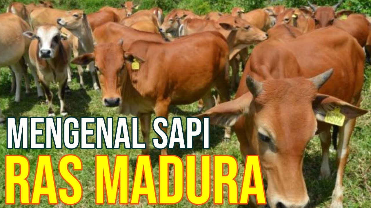 gb-10102022-09.30.13-Fakta-Unik-Sapi-Madura-Lokal-Asli-Indonesia.jpg