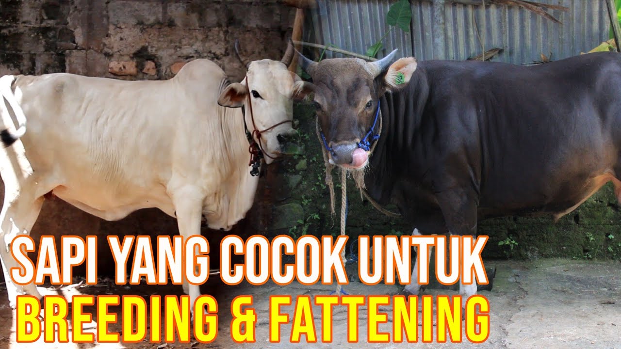 gb-10102023-02.56.38-Jenis-Sapi-Pemula-Bisnis-Breeding-Maupun-Fattening.jpg