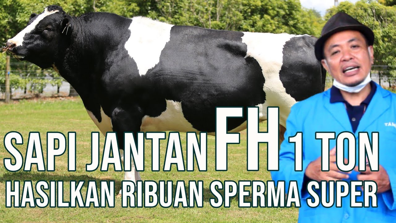 gb-10112022-07.18.43-Sapi-FH-Perah-Super-Unggul-Balai-Inseminasi-Buatan-Lembang.jpg