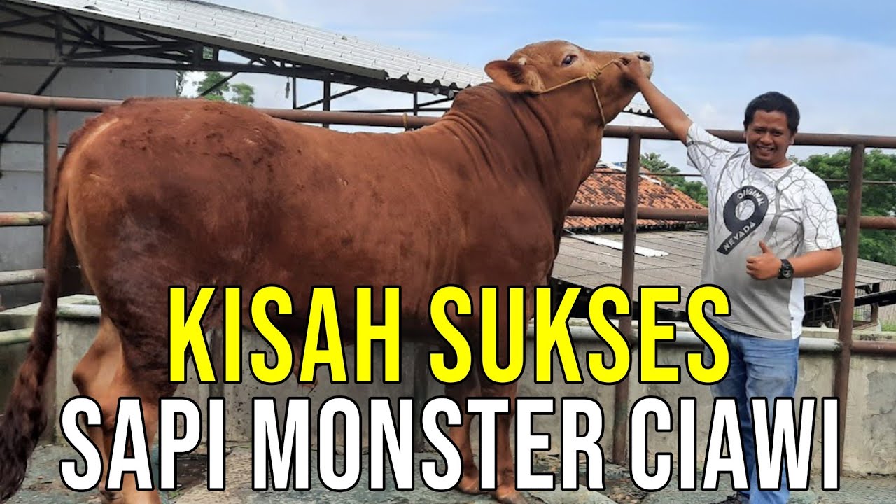 gb-10112023-03.42.03-Kisah-Sapi-Monster-Ciawi-Sukses-Beternak.jpg