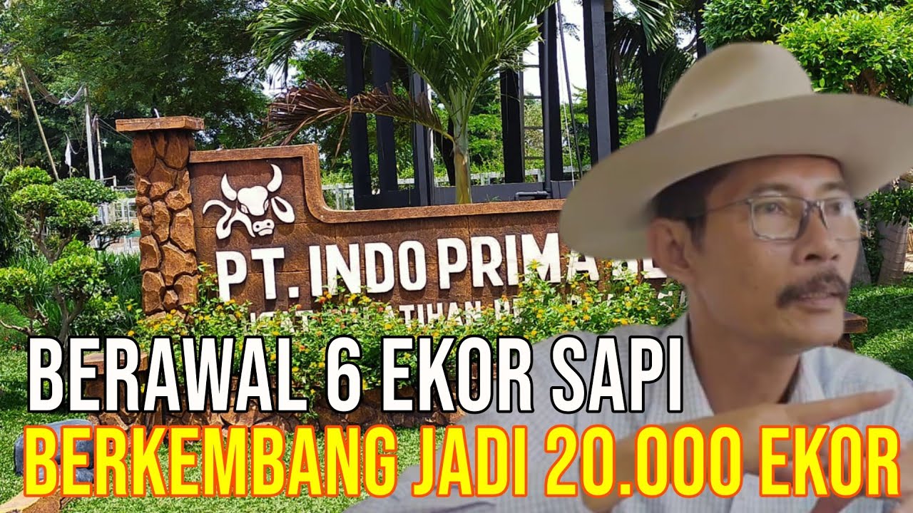 gb-10112023-08.59.18-Feedloter-Indo-Prima-Beef-Lampung-Sukses-Pelihara-20.000-Sapi.jpg