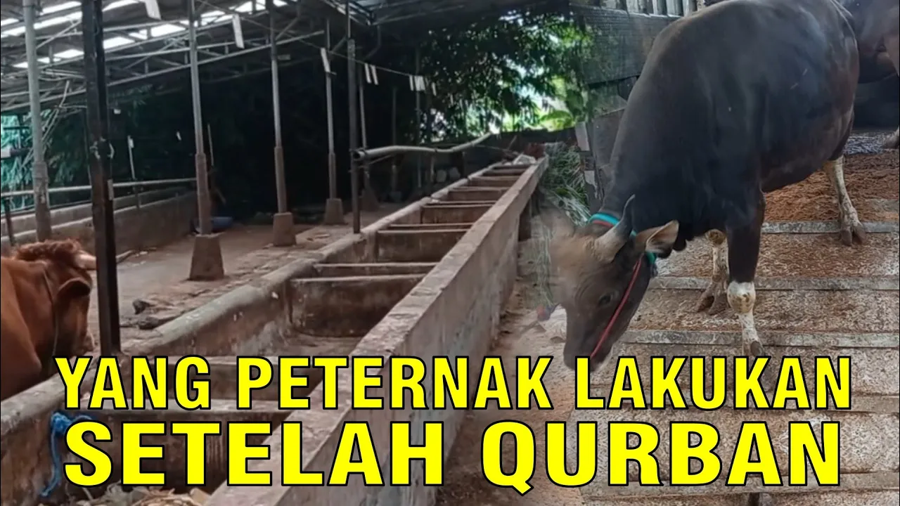 gb-11042023-03.21.10-Usaha-Peternak-Setelah-Qurban,-Apa-Yang-Harus-Dilakukan.jpg