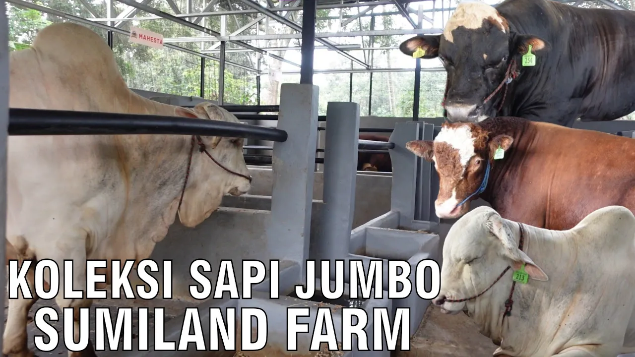 gb-11102023-06.47.33-Koleksi-Sapi-Jumbo-Sumiland-Farm.jpg