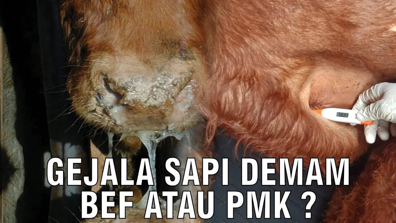 gb-11102023-07.36.25-Gejala-Sapi-Demam-BEF-Atau-PMK.jpg