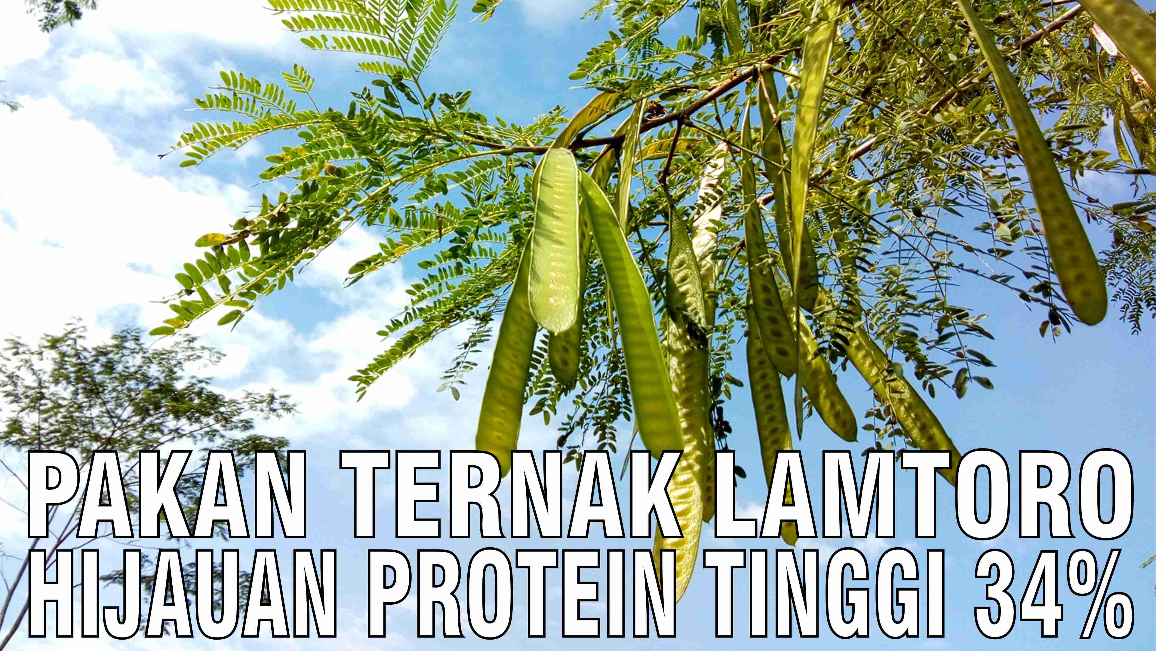 gb-11102024-07.43.16-Pakan-Ternak-Lamtoro-Nutrisi-Tinggi-Protein.jpg