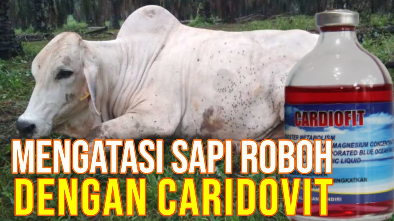 gb-11112022-04.50.04-Cardiofit-Obat-Sapi-Roboh-Yang-Ampuh.jpg