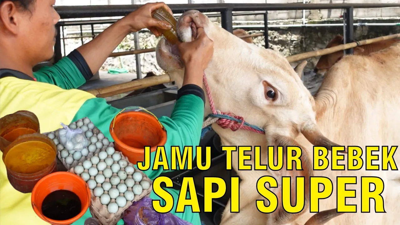 gb-12022024-09.35.43-Racik-Jamu-Telur-Bebek-Sapi-Super.jpg