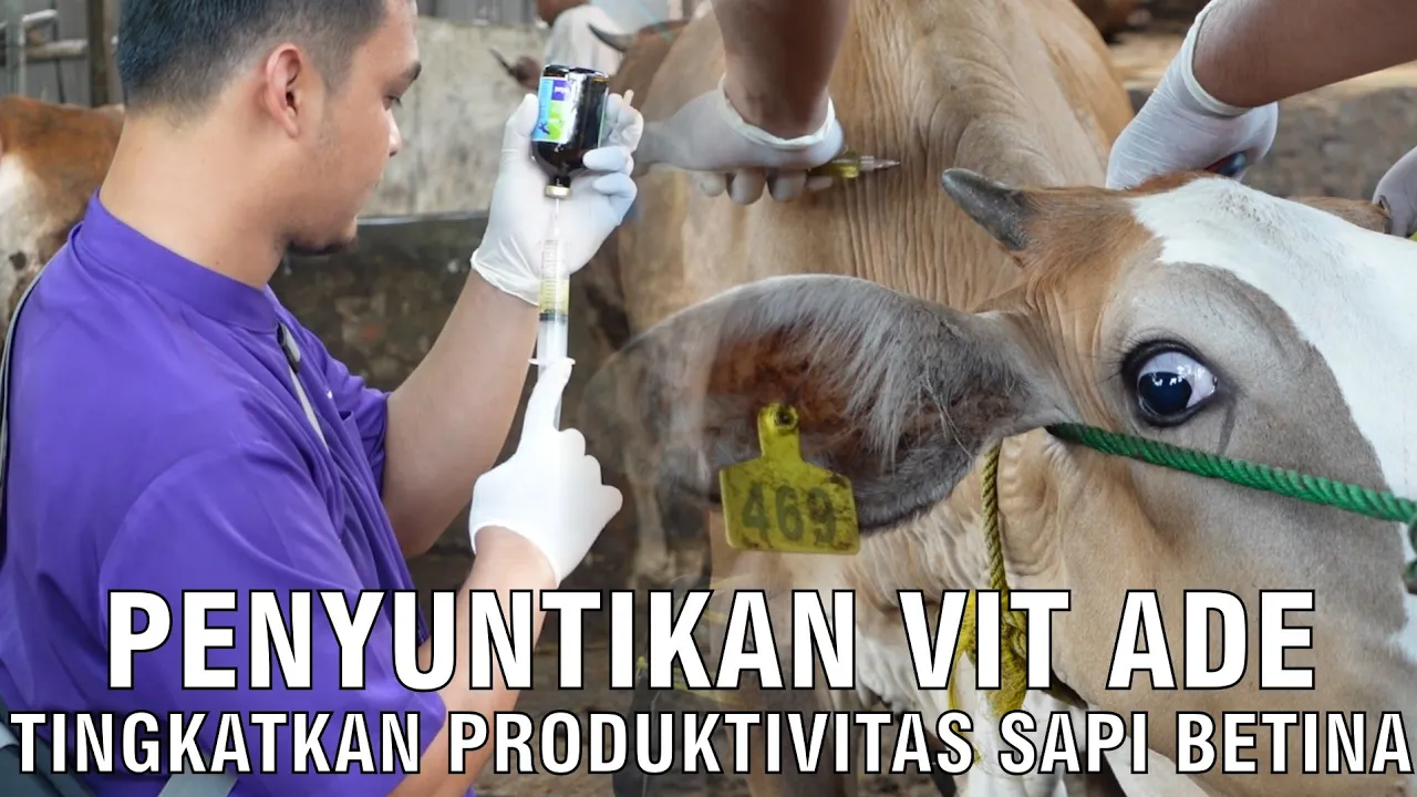 gb-12032024-08.50.53-Penyuntikan-Vit-ADE-Tingkatkan-Produktivitas-Sapi-Betina.jpg