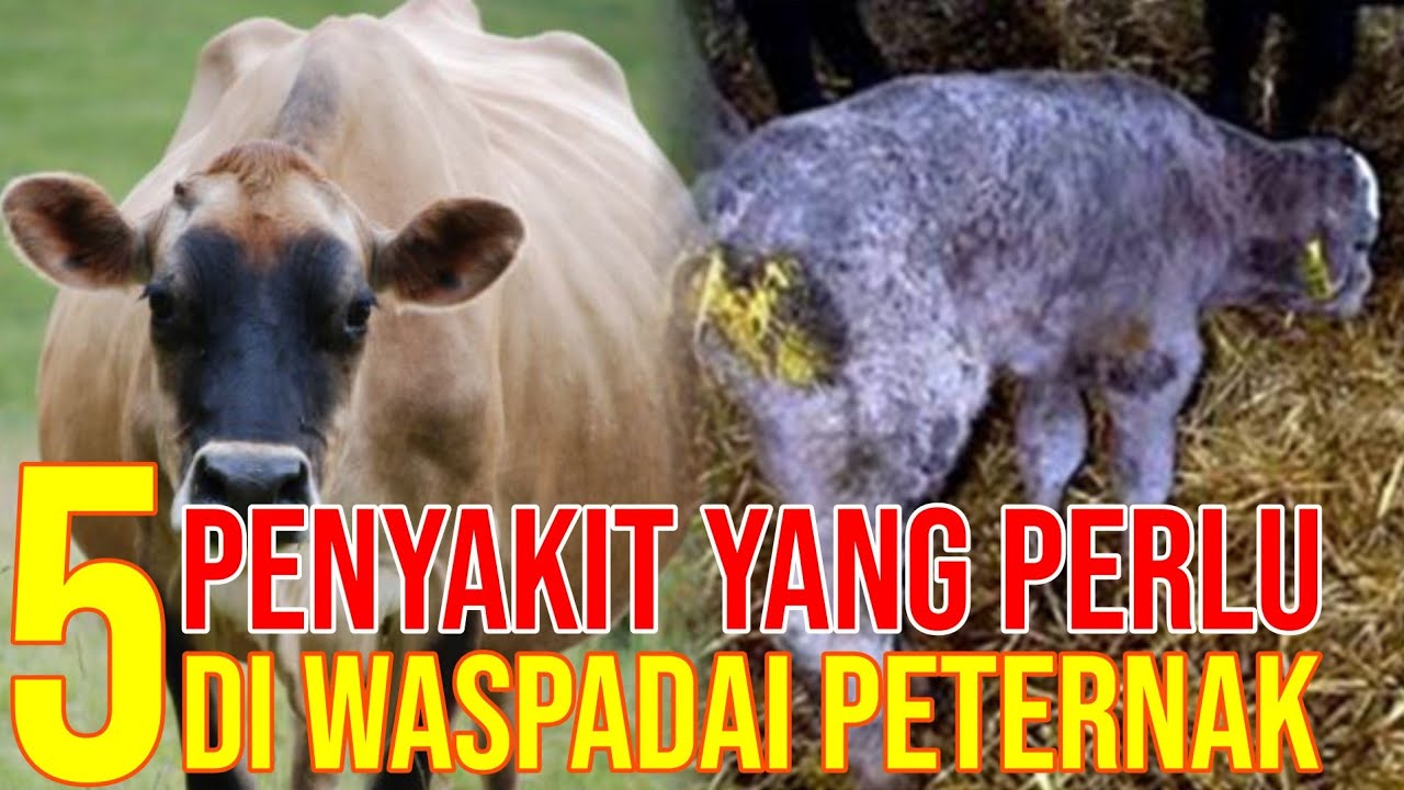 gb-12102022-07.43.48-Waspada-Penyakit-Ternak-Sapi-Yang-Membahayakan.jpg