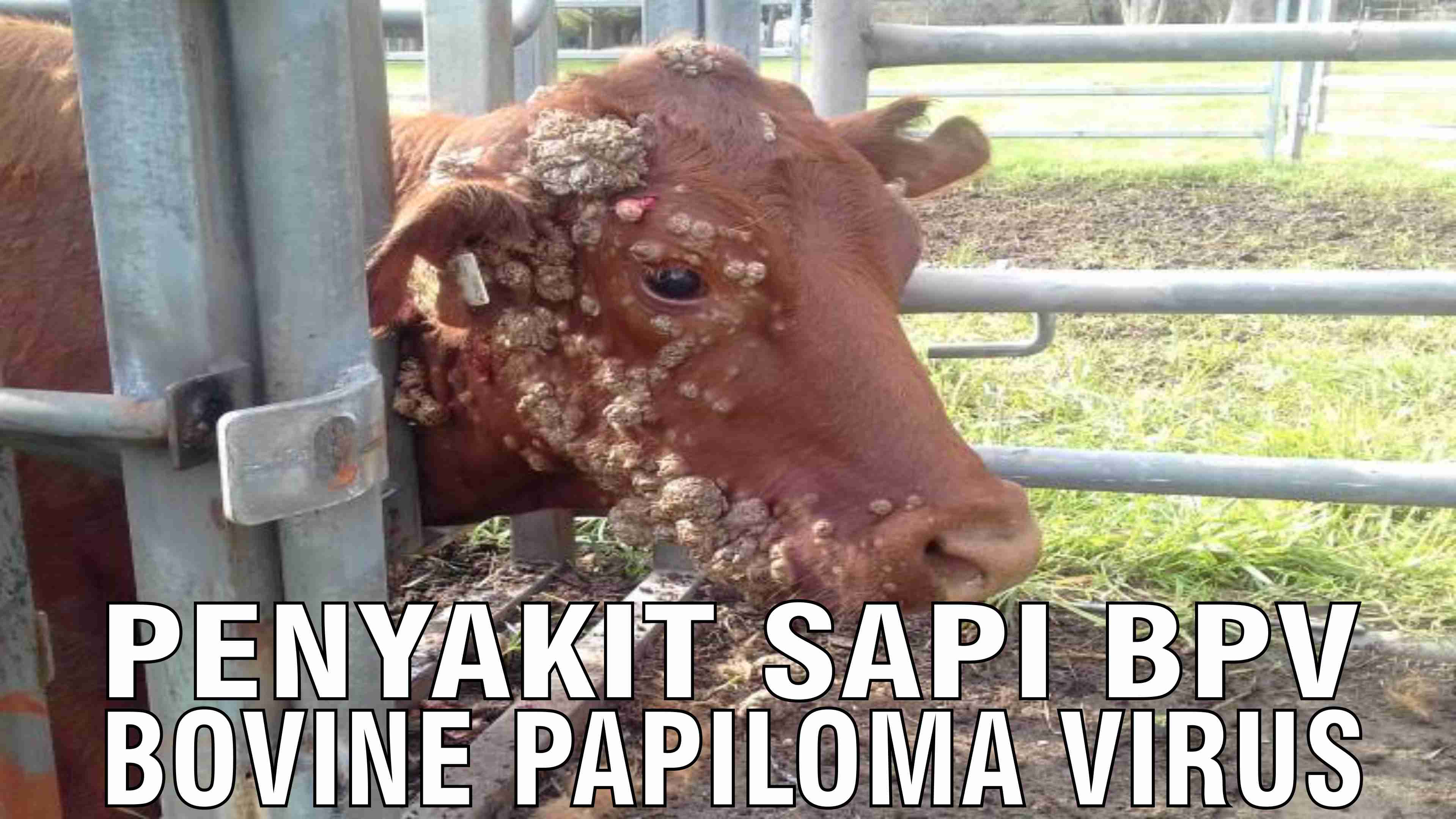 gb-12112024-07.33.35-Penyakit-Sapi-BPV-Bovine-Papiloma-Virus.jpg