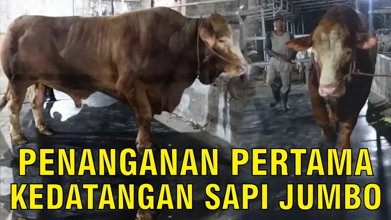 gb-13012023-08.51.34-Penanganan-Kedatangan-Sapi-Jumbo-1-Ton-Up-Di-Sapibagus-Farm.jpg