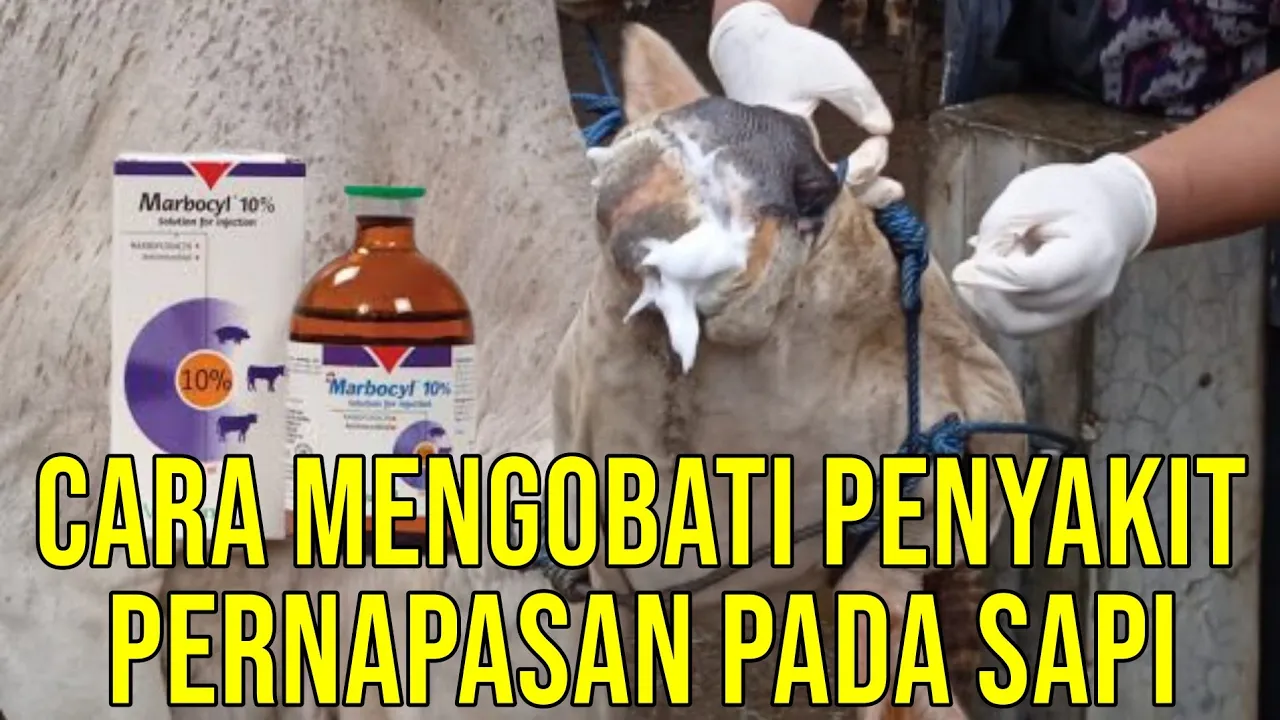 gb-13012023-09.24.48-Mengobati-Penyakit-Pernapasan-Sapi.jpg